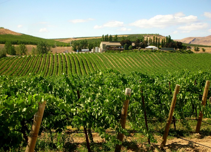 Vineyards in Yakima Valley of Eastern Washington